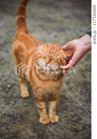 Person petting stray ginger cat outside as a caring of a World Animal Day 117160800
