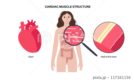 Cardiac muscle tissue 117161156