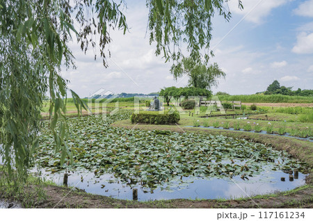 茨城 牛久市観光アヤメ園 茨城 牛久市観光アヤメ園 117161234