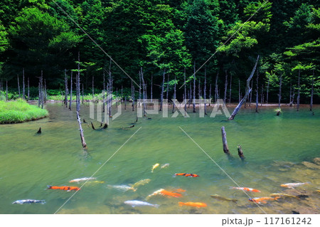 【山口県】一の俣桜公園の絶景(蒼霧鯉池) 【山口県】一の俣桜公園の絶景(蒼霧鯉池) 117161242