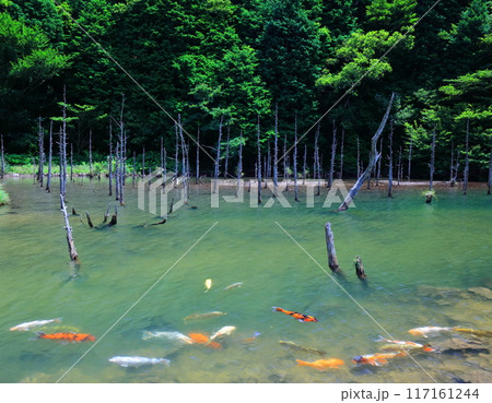 【山口県】一の俣桜公園の絶景（蒼霧鯉池） 117161244