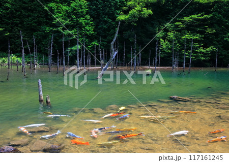 【山口県】一の俣桜公園の絶景（蒼霧鯉池） 117161245