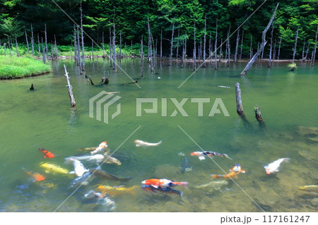 【山口県】一の俣桜公園の絶景（蒼霧鯉池） 117161247