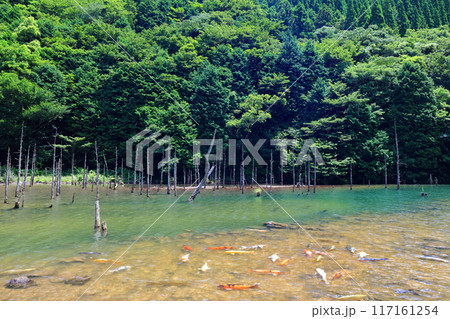 【山口県】一の俣桜公園の絶景（蒼霧鯉池） 117161254