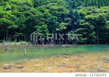 【山口県】一の俣桜公園の絶景(蒼霧鯉池) 【山口県】一の俣桜公園の絶景(蒼霧鯉池) 117161255