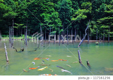【山口県】一の俣桜公園の絶景（蒼霧鯉池） 117161256