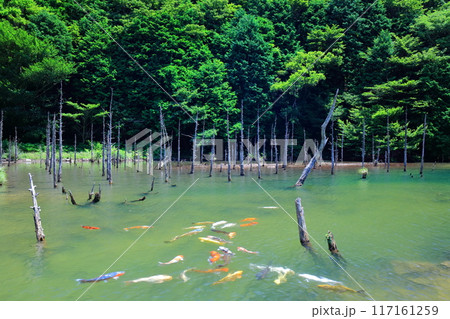 【山口県】一の俣桜公園の絶景（蒼霧鯉池） 117161259