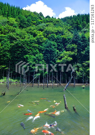 【山口県】晴天の一の俣桜公園の絶景（蒼霧鯉池） 117161263
