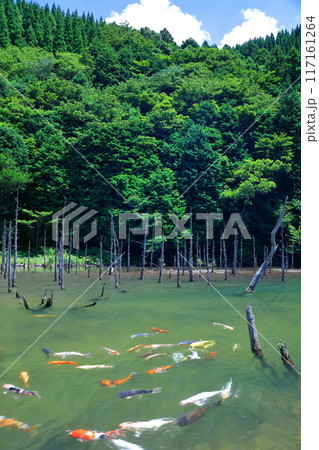 【山口県】晴天の一の俣桜公園の絶景（蒼霧鯉池） 117161264