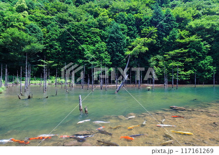 【山口県】一の俣桜公園の絶景（蒼霧鯉池） 117161269