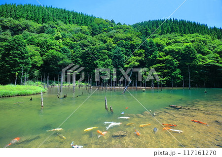 【山口県】晴天の一の俣桜公園の絶景(蒼霧鯉池) 【山口県】晴天の一の俣桜公園の絶景(蒼霧鯉池) 117161270