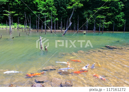 【山口県】一の俣桜公園の絶景(蒼霧鯉池) 【山口県】一の俣桜公園の絶景(蒼霧鯉池) 117161272