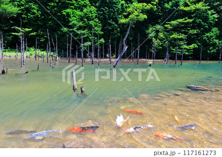 【山口県】一の俣桜公園の絶景(蒼霧鯉池) 【山口県】一の俣桜公園の絶景(蒼霧鯉池) 117161273
