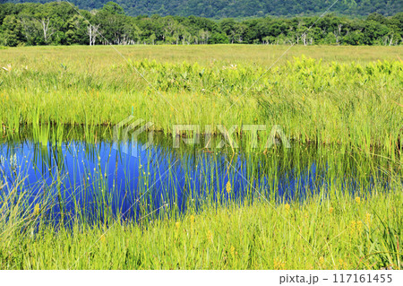 夏の尾瀬 尾瀬ヶ原 夏の尾瀬 尾瀬ヶ原 117161455