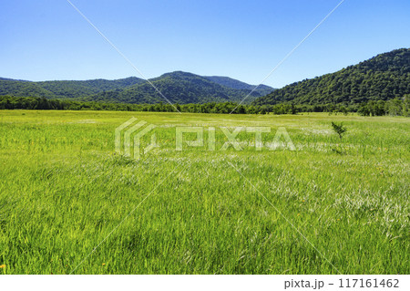 夏の尾瀬　尾瀬ヶ原 117161462