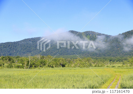 夏の尾瀬 尾瀬ヶ原 夏の尾瀬 尾瀬ヶ原 117161470