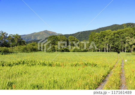 夏の尾瀬　尾瀬ヶ原 117161489