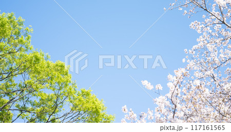 春の風景さくら 117161565