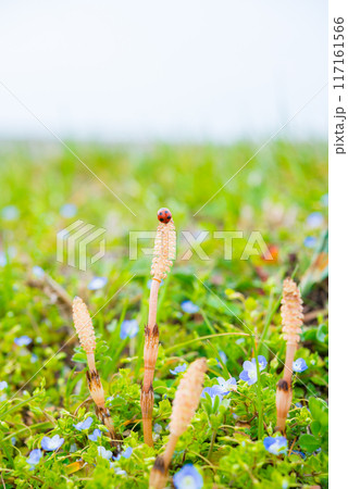 春の風景 117161566