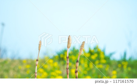 春の風景 春の風景 117161570