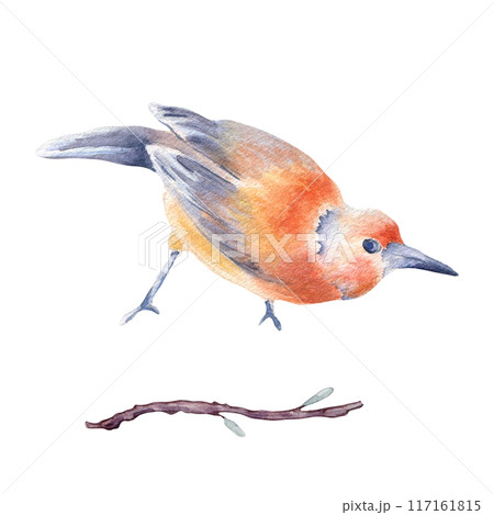 Bird with mix orange and gray-blue feathers hand drawn watercolor isolated. Single bright bird and twig in botanical sketch illustration. Baltimore oriole bird look down painted. Avian watercolor. 117161815