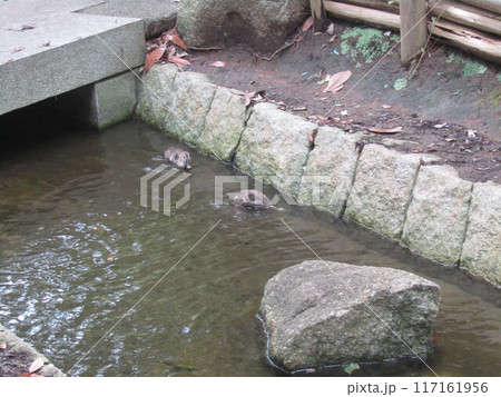 浜ノ池を出て用水路を給餌しながら泳ぐカルガモ 浜ノ池を出て用水路を給餌しながら泳ぐカルガモ 117161956