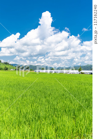《新潟県》田舎の長閑な夏の原風景 《新潟県》田舎の長閑な夏の原風景 117162240