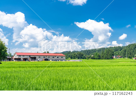 《新潟県》田舎の長閑な夏の原風景 117162243