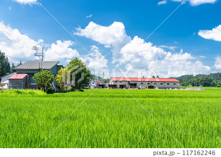 《新潟県》田舎の長閑な夏の原風景 117162246