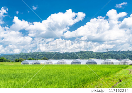 《新潟県》田舎の長閑な夏の原風景 117162254