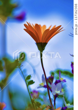 青い空とコスモス 青い空とコスモス 117162308