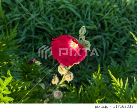 夏の庭に咲くタチアオイの赤い花一輪 117162338