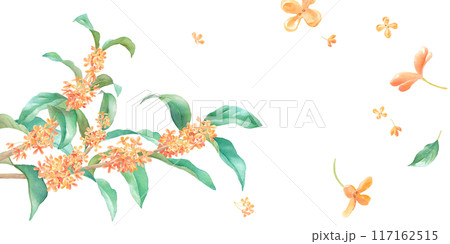 キンモクセイの水彩イラスト。アシンメトリバナー背景。 117162515