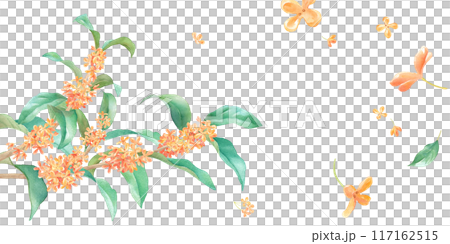 Watercolor illustration of Osmanthus. Asymmetric banner background. Watercolor illustration of Osmanthus. Asymmetric banner background. 117162515