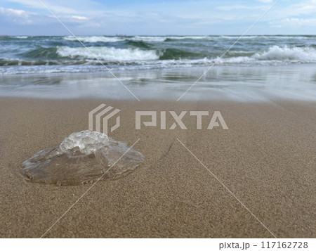 Jellyfish washed up on the sand on the beach close up at the background of the sea 117162728