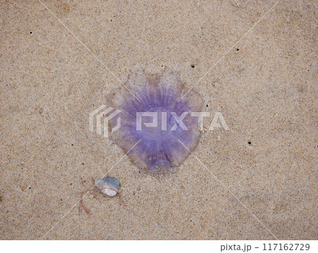 Purple jellyfish washed up on the sand on the beach close up at the background of the sea 117162729