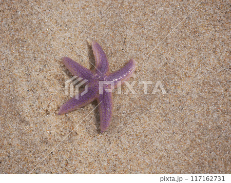 Purple starfish washed up on the sand on the beach 117162731
