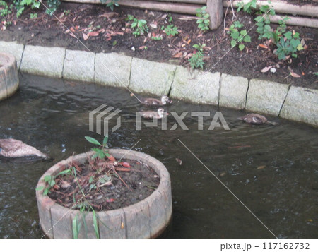 浜ノ池を出て用水路で給餌をするカルガモ親子 117162732