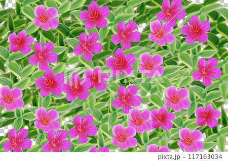 Wild peony flower card 1 Wild peony flower card 1 117163034