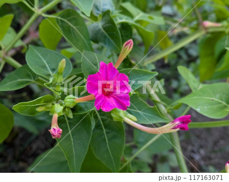 夏の庭に咲くオシロイバナのピンク色の花 夏の庭に咲くオシロイバナのピンク色の花 117163071