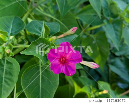 夏の庭に咲くオシロイバナのピンク色の花 夏の庭に咲くオシロイバナのピンク色の花 117163072