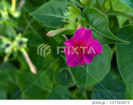 夏の庭に咲くオシロイバナのピンク色の花 夏の庭に咲くオシロイバナのピンク色の花 117163073
