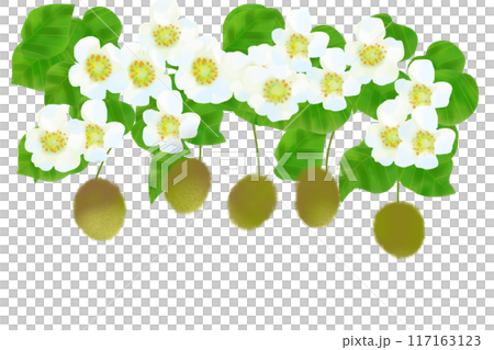 キウイの花と実のカード1 キウイの花と実のカード1 117163123