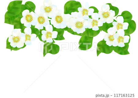 キウイの花のカード1 117163125