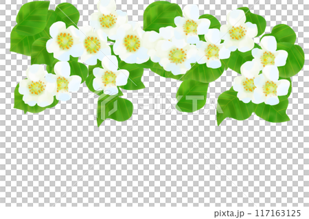 キウイの花のカード1 117163125