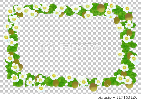 キウイの花と実のカード2 キウイの花と実のカード2 117163126