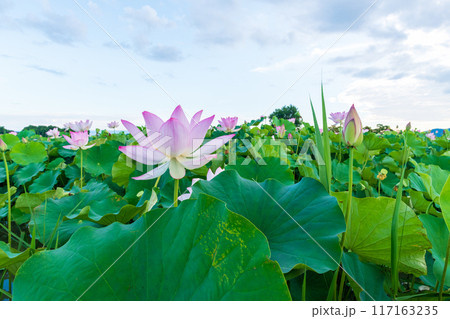 藤原京跡の蓮池の景色 藤原京跡の蓮池の景色 117163235