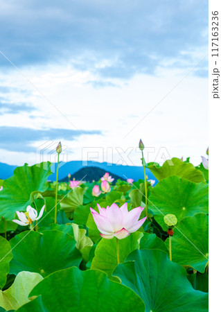 最盛期を少し過ぎた藤原京跡の蓮畑と奥にそびえる大和三山の畝傍山 117163236