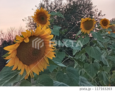 Rows of blooming sunflowers in the garden at sunset with a blurred background 117163263