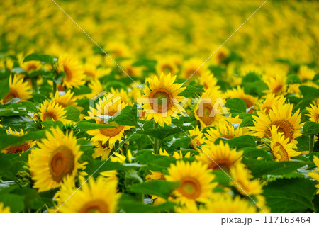 北竜ひまわりの里のひまわりさん 117163464